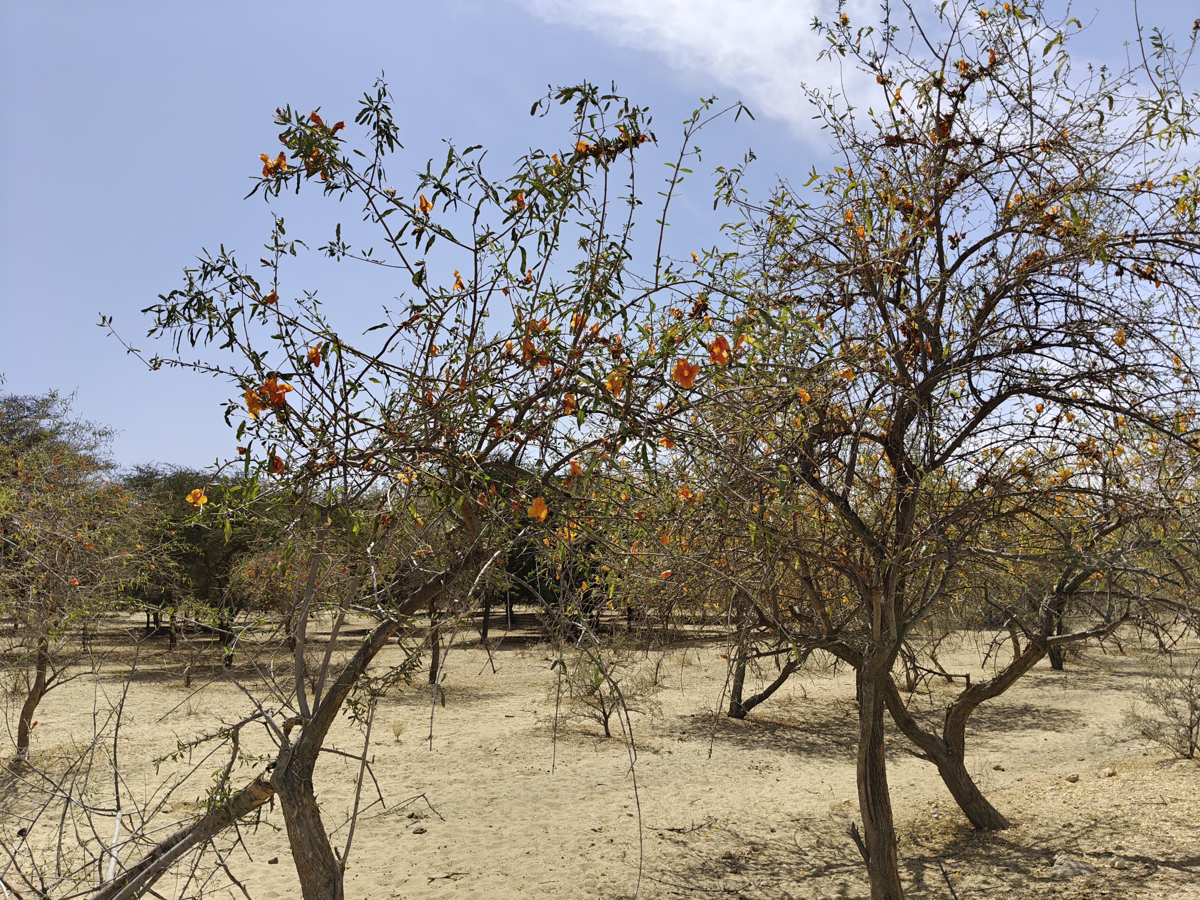 Compensatory Afforestation